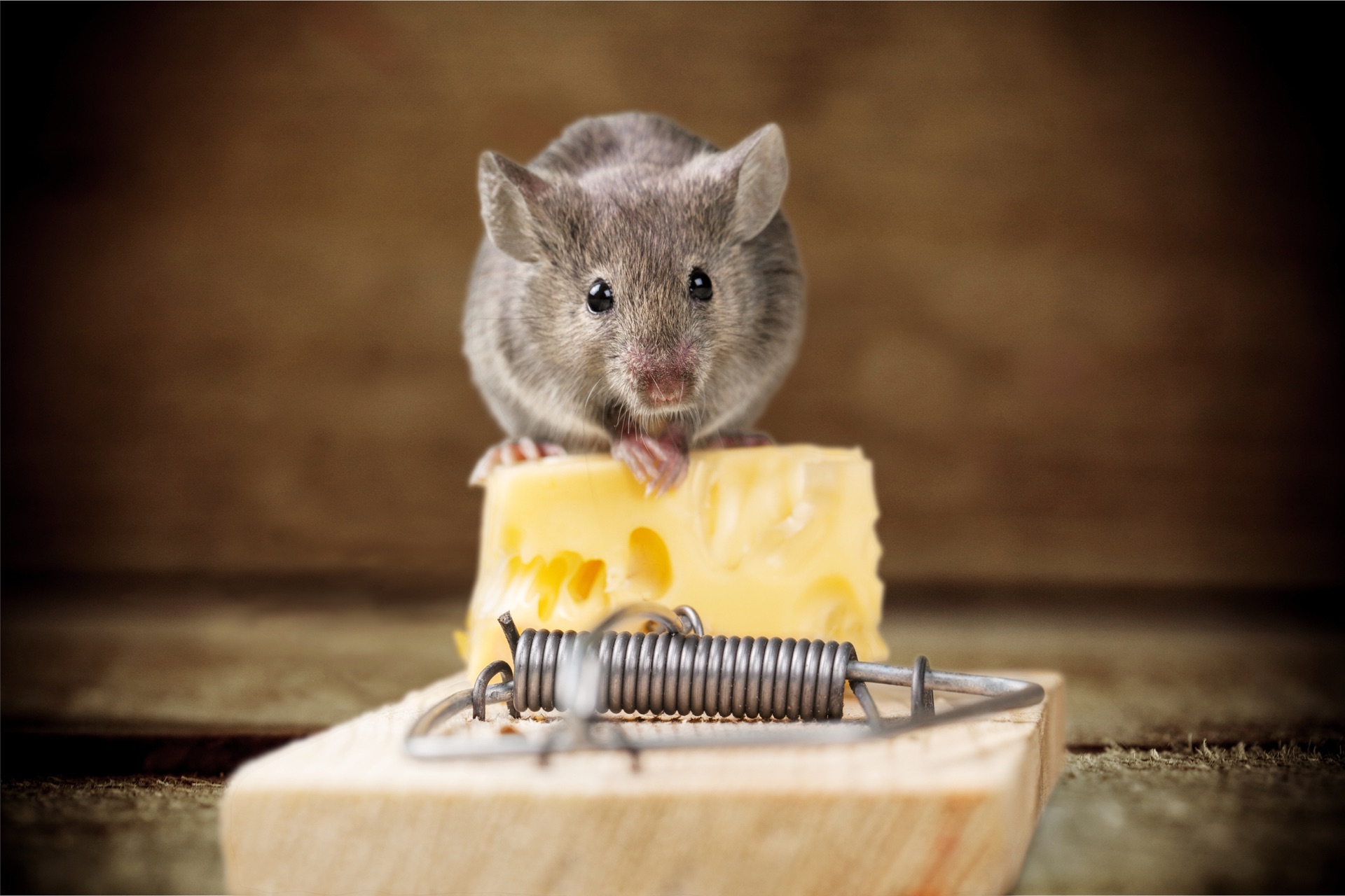 Maus als Beispiel für einen möglichen Nagerbefall